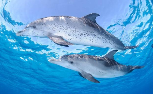 «Big data» para preservar a los cetáceos expuestos al avistamiento turístico