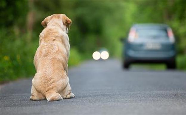 'Ponte en su lugar', nueva campaña contra el abandono animal