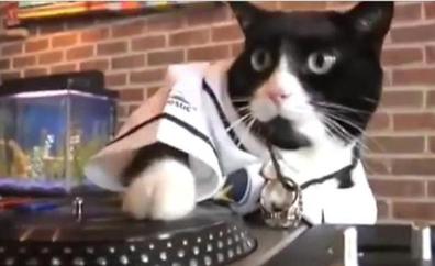 Un gato pone la música a tope y amarga el sueño a sus vecinos
