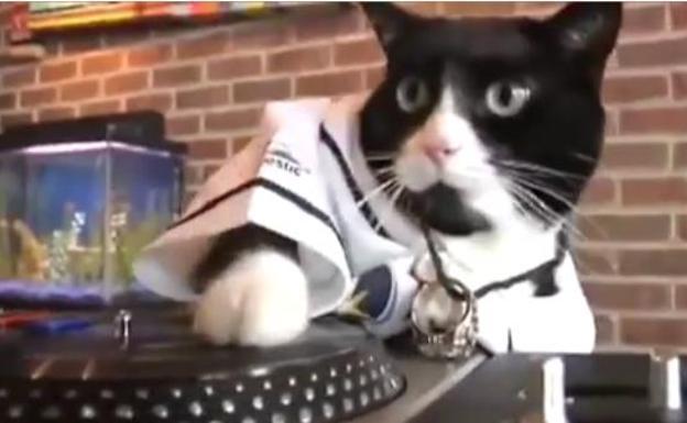 Un gato pone la música a tope y amarga el sueño a sus vecinos