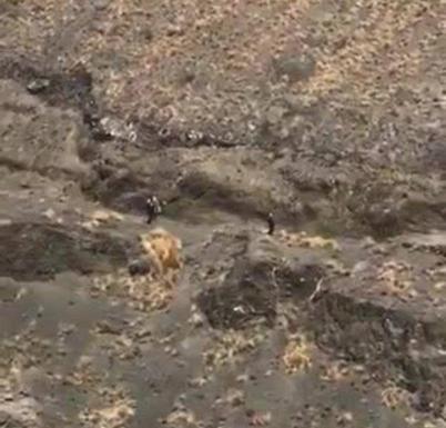 Rescatan a un senderista en riesgo de precipitarse a un barranco en Agaete