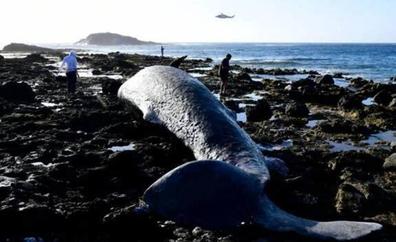 Analizan la concentración de metales en los cetáceos varados en Canarias