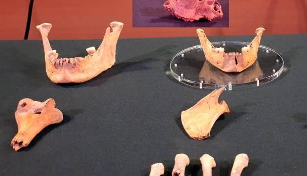 Hallan varios cráneos y mandíbulas humanas de más 3.000 años en Jaén