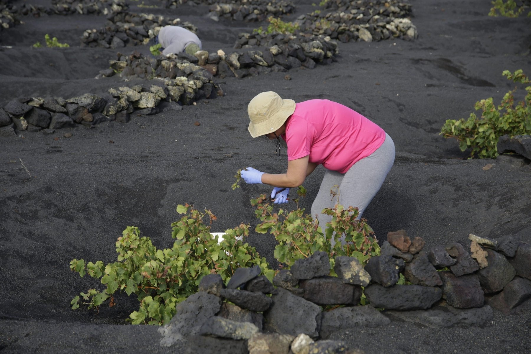 La vendimia logra salvar los muebles