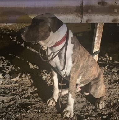 Abandonan a un perro atado a un guardarraíl en Hoya de la Plata