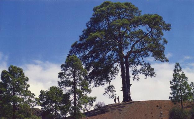 El Cabildo saca a consulta la creación del Catálogo de Árboles Singulares
