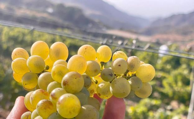 La vendimia de 2021 va por un tercio de las uvas recogidas el verano pasado