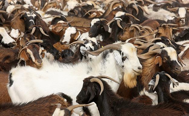El Gobierno canario respalda el centro de machos de razas caprinas majorera en Tefía