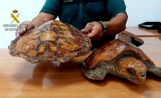 Localizan 2 ejemplares de tortuga boba expuestas al público en locales