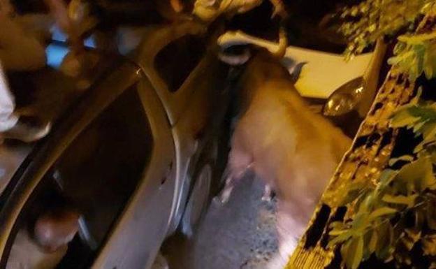 PACMA presenta una querella criminal por el atropello mortal de un toro