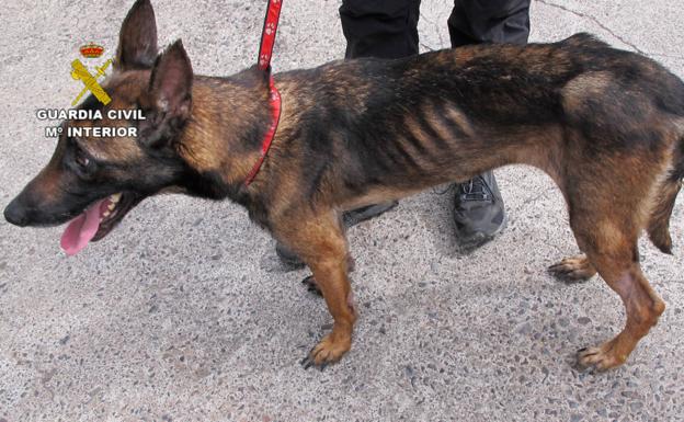 Rescatan a una perra abandonada en un agujero de nueve metros