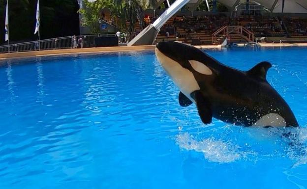Loro Parque llora la muerte de Ula, la hija de la orca Morgan