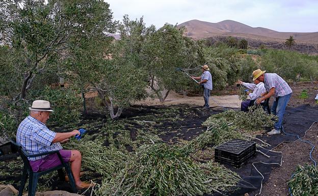 La aceituna arbequina es «muy jaquecosa, pero muy agradecida»