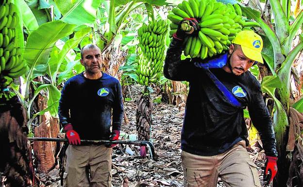 La reunión entre Sánchez y Torres, clave para el plátano