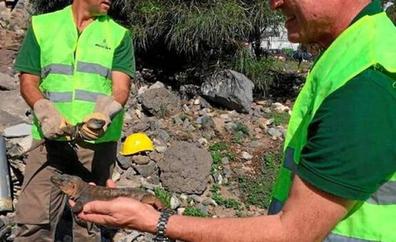 Rescatan a 165 lagartos gigantes de un solar en construcción en Tamaraceite