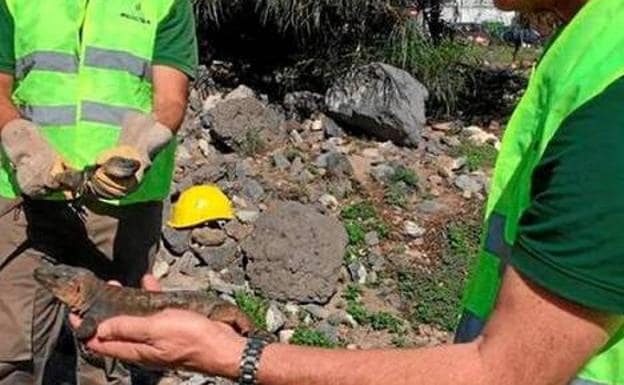 Rescatan a 165 lagartos gigantes de un solar en construcción en Tamaraceite