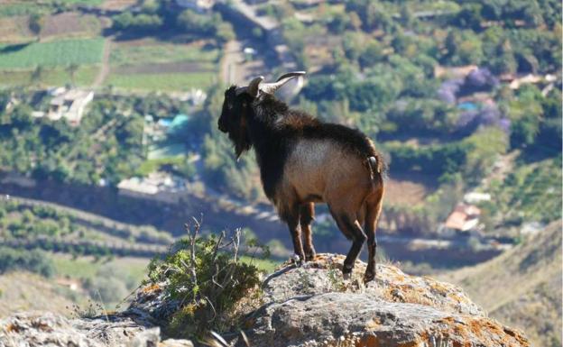 620 cabras sin dueño ramonean a sus anchas por La Trasierra