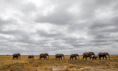 Kenia monitoriza a los elefantes y las especies en grave riesgo