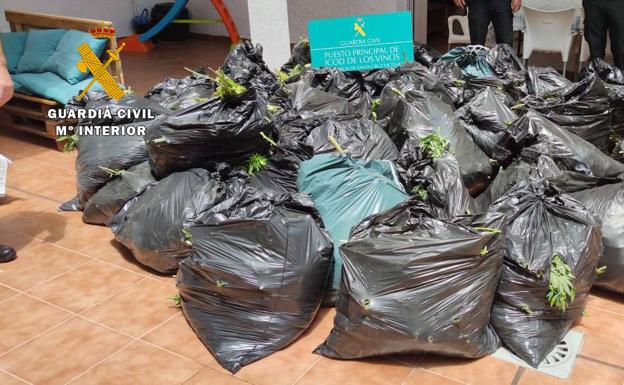 Hallan más de 1.000 plantas de marihuana en el norte de Tenerife