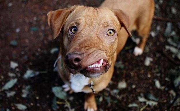 Picasso, el perro abandonado por su cara desfigurada que triunfa en las redes