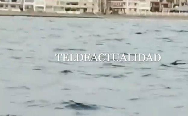 Avistan un tiburón en la playa teldense de Salinetas