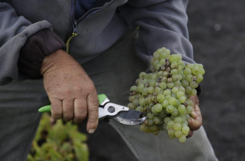 La vendimia se cerrará con 1,8 millones de kilos al apenas afectar la ola de calor