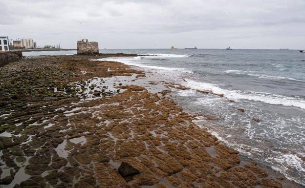 Las sebas se pegan como lapas a San Cristóbal