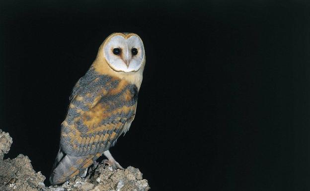 Destinan cerca de 15.500 euros a actuaciones de conservación de la lechuza canaria oriental