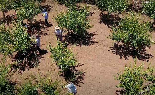 40 agricultores venden ciruelas de Medianías con la misma marca