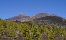 Transición Ecológica estudiará la salud de las repoblaciones de pinar canario en el Archipiélago