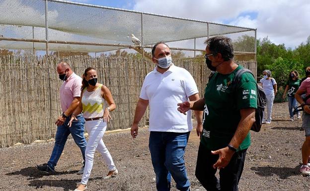 Transición Ecológica prevé que este año se superen los 400 ejemplares de guirre entre Fuerteventura y Lanzarote