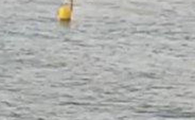 Avistan otro tiburón cerca de la costa de Salinetas