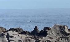 Un grupo de delfines sorprende a los bañistas en El Puertillo