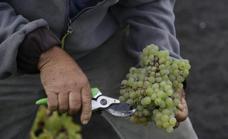 Más de 2 millones de kilos de uva