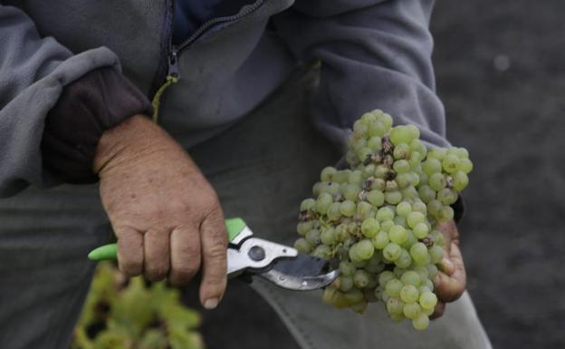 Más de 2 millones de kilos de uva