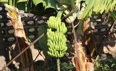 El Gobierno canario convoca la ayuda a los productores de plátano con IGP