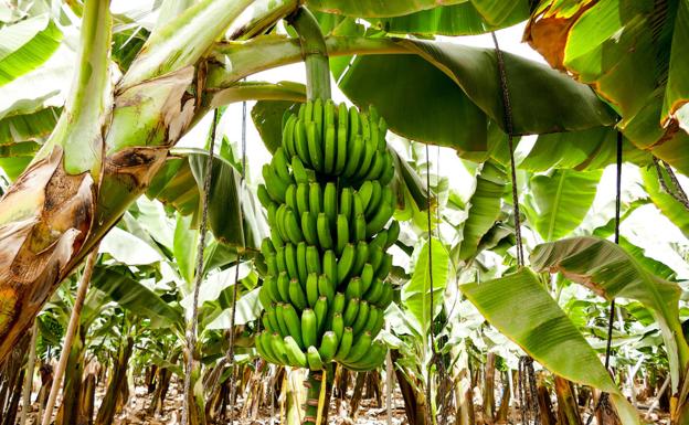 Canarias continúa con la defensa del sector platanero en Madrid