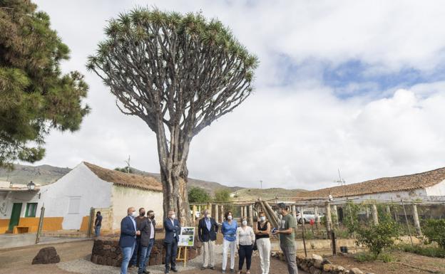 El drago de Luis Verde, de 230 años, ya recibe cuidados