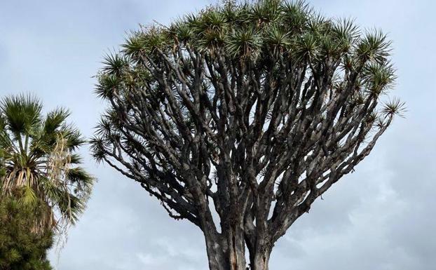 El drago de Luis Verde, un abuelo de 230 años que ya recibe cuidados