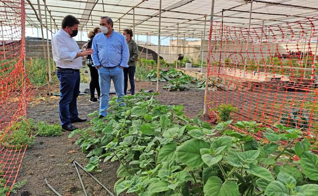 Nueva campaña de cultivo de fresas
