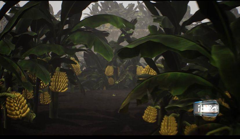 Así impacta el volcán en el cultivo platanero