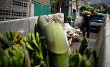 Más de un millón de kilos de plátanos sin recoger en la última semana en La Palma