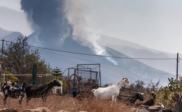 «Cuando pare el volcán seguiremos aquí trabajando por La Palma y los palmeros»