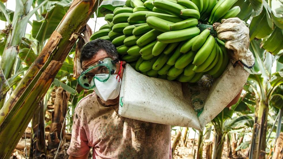 Los productores de plátano rescatan con mucho trabajo parte de la producción
