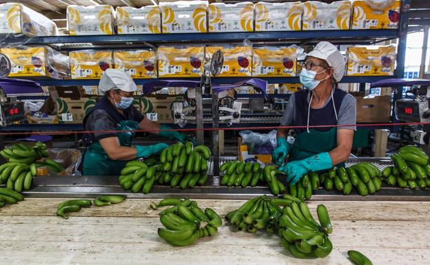 Los productores de plátano rescatan con mucho esfuerzo parte de la producción
