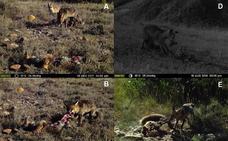Investigadores españoles graban por primera vez casos de canibalismo entre zorros