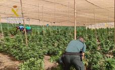 Desmantelan un invernadero en La Aldea con 1.500 plantas de marihuana
