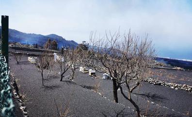 La resiliencia de las abejas frente al volcán de La Palma
