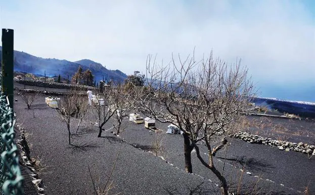 La resiliencia de las abejas frente al volcán de La Palma