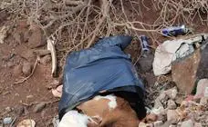 Vídeo: Aparecen varios animales sacrificados en el barranco El Draguillo